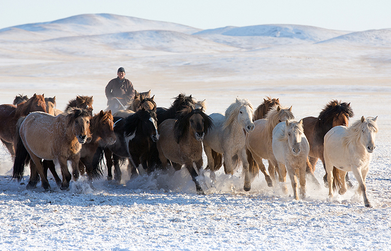winter horses mongolia